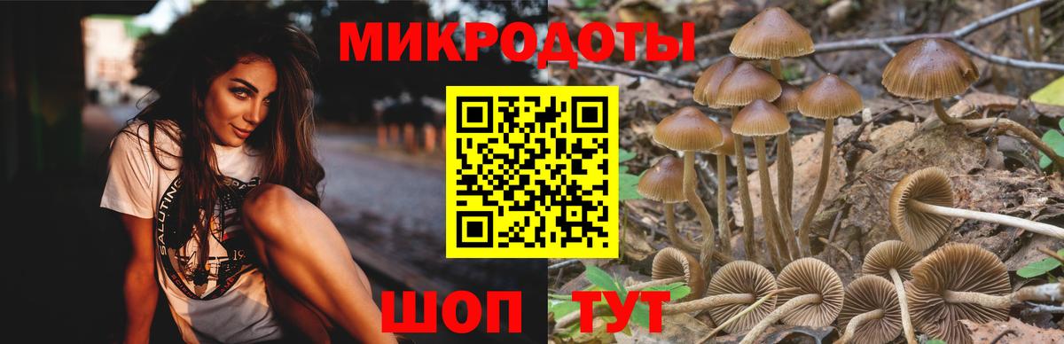 Псилоцибиновые грибы мицелий  хочу   Псилоцибиновые грибы Psilocybine cubensis  Славянск-на-Кубани  Вход с VPN 